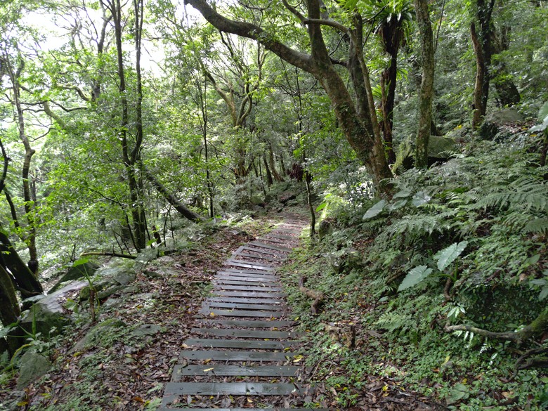【遊記】回到「大漠國渡」的「起點」，續寫「森林之旅」，東眼山國家森林遊樂區 - 大漠國渡
