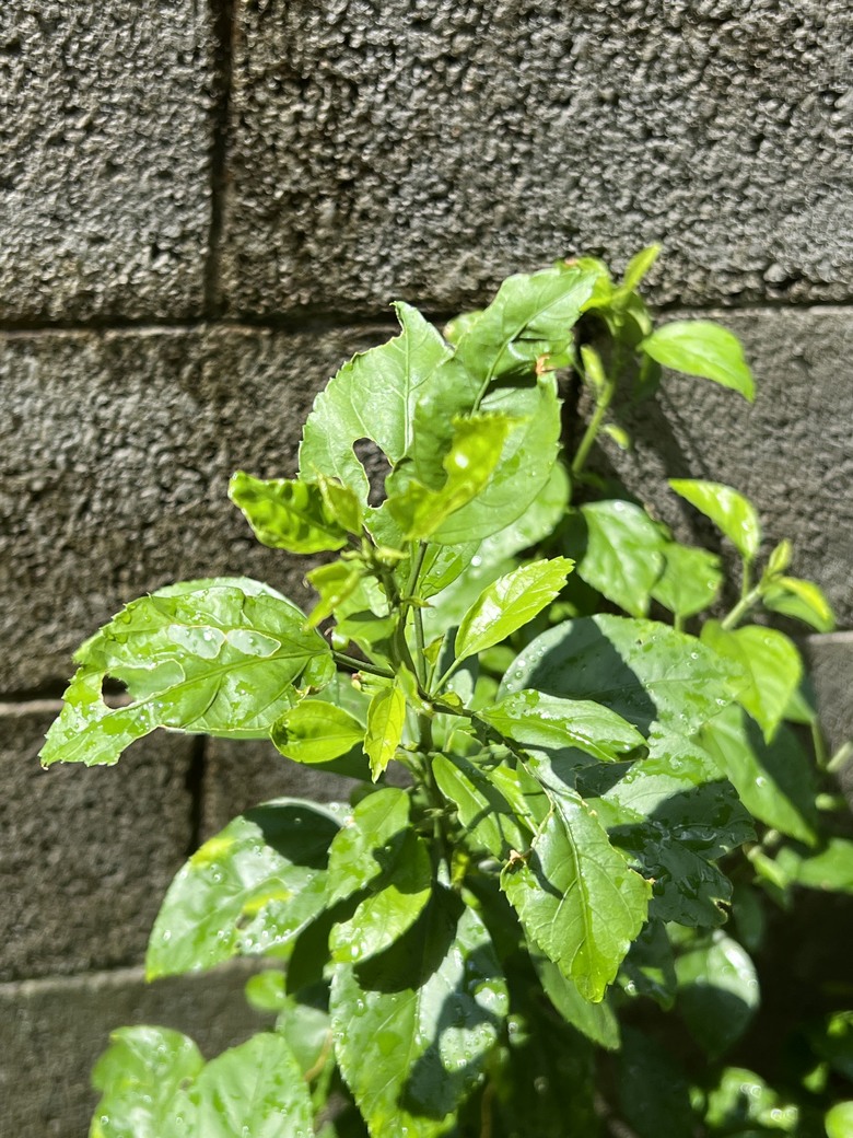幫我家的朱槿求救