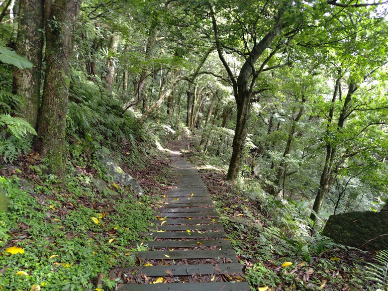 【遊記】回到「大漠國渡」的「起點」，續寫「森林之旅」，東眼山國家森林遊樂區 - 大漠國渡