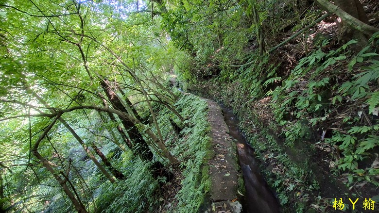 【郊山走走】草山觀瀑吊橋觀瀑、猴崁水圳古道消暑、頂湖山登山健行