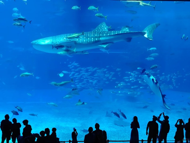 🐠 這裡真的不是普通的水族館!