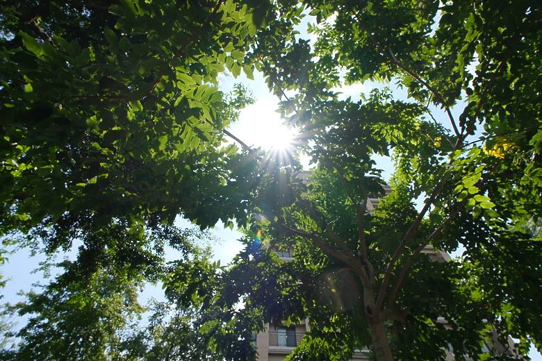 Sigma 12mm f/1.4 DC Contemporary 評測報告｜制霸 APS-C 無反、最廣的 f/1.4 定焦鏡！