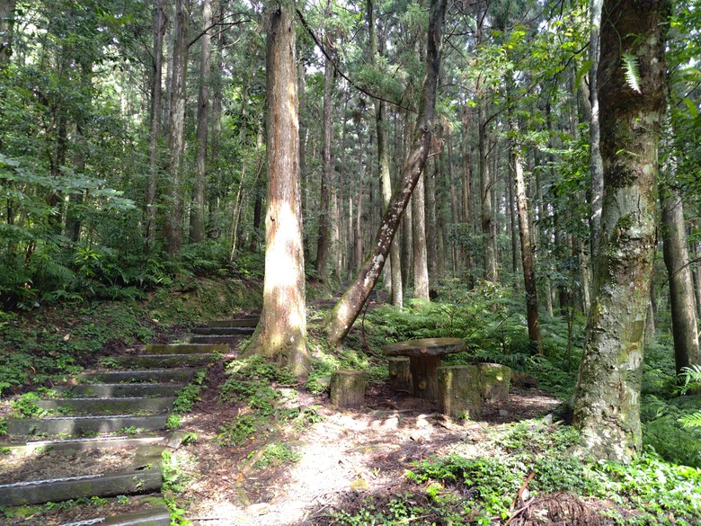【遊記】回到「大漠國渡」的「起點」，續寫「森林之旅」，東眼山國家森林遊樂區 - 大漠國渡