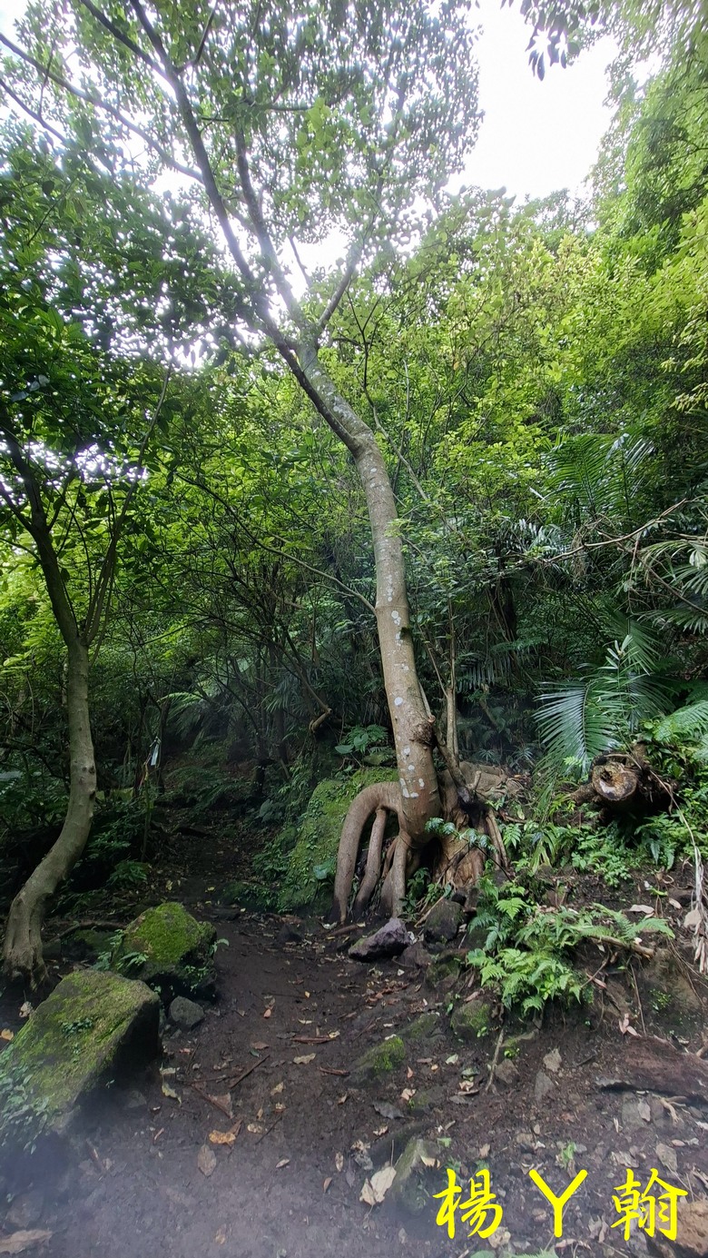 【郊山走走】草山觀瀑吊橋觀瀑、猴崁水圳古道消暑、頂湖山登山健行
