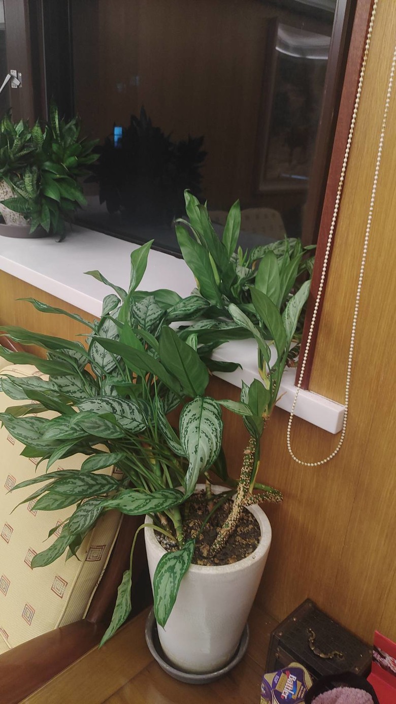 萬年青 這是長瘤? 介殼蟲? 還是其他問題?