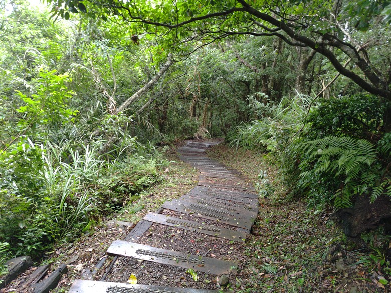 【遊記】回到「大漠國渡」的「起點」，續寫「森林之旅」，東眼山國家森林遊樂區 - 大漠國渡