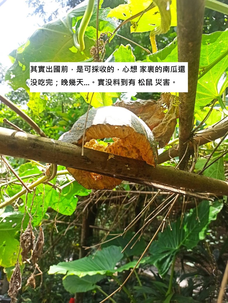 松鼠! 看起來可愛,對嗎?