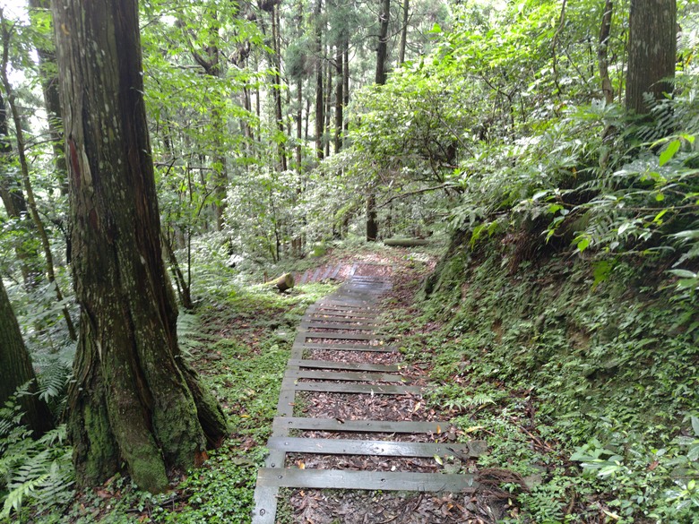 【遊記】回到「大漠國渡」的「起點」，續寫「森林之旅」，東眼山國家森林遊樂區 - 大漠國渡