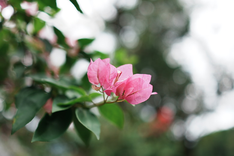 Sony RX1R III 評測報告｜最輕巧的全幅隨身機、沒有之一！