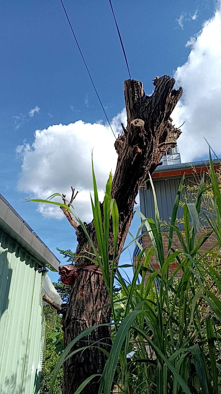 柳樹中空還有救嗎？