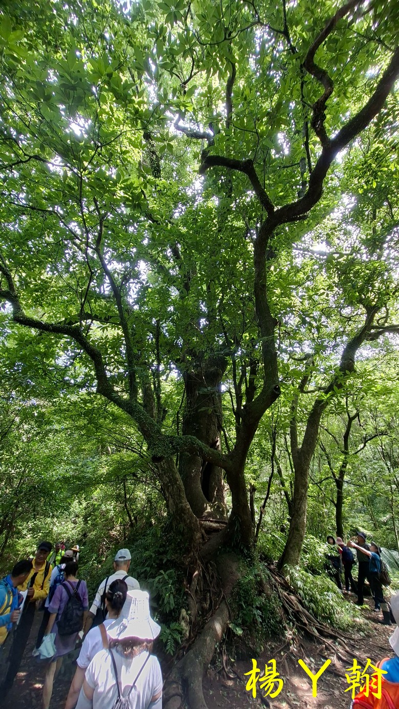 【郊山走走】草山觀瀑吊橋觀瀑、猴崁水圳古道消暑、頂湖山登山健行