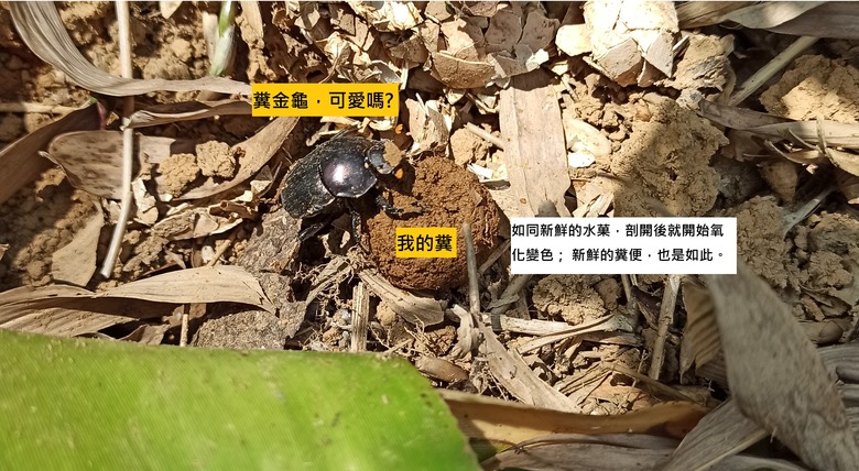 我的糞+金龜 寫真集