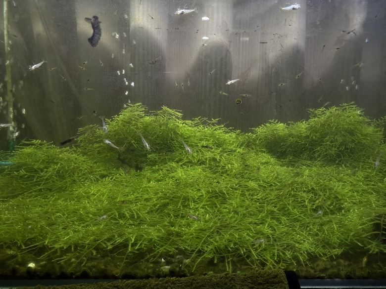 水族箱被不知水草覆蓋