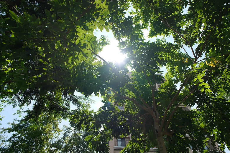 Sigma 12mm f/1.4 DC Contemporary 評測報告｜制霸 APS-C 無反、最廣的 f/1.4 定焦鏡！