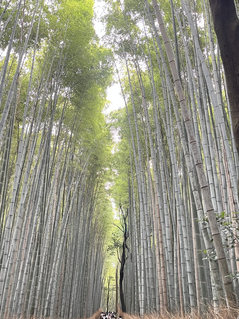 【關西5日自駕遊】之【下集】京都篇，定番景點/美食 +【後記】三菱DELICA D:5 租車花費及車訊分享
