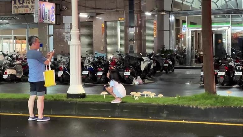 幸福城市長香菇... ❤️高雄連日暴雨分隔島長有毒「巨大綠褶菇」