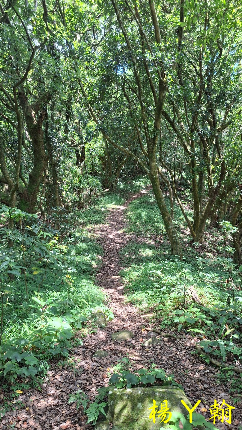 【郊山走走】草山觀瀑吊橋觀瀑、猴崁水圳古道消暑、頂湖山登山健行