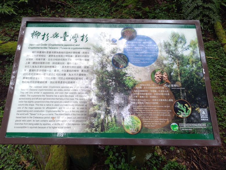 【遊記】回到「大漠國渡」的「起點」，續寫「森林之旅」，東眼山國家森林遊樂區 - 大漠國渡