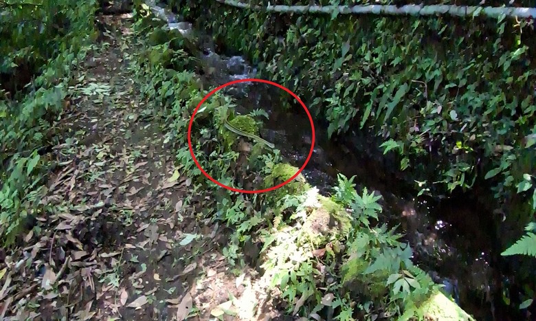 【郊山走走】草山觀瀑吊橋觀瀑、猴崁水圳古道消暑、頂湖山登山健行