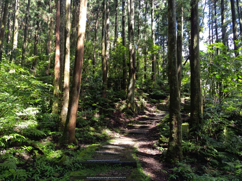 【遊記】回到「大漠國渡」的「起點」，續寫「森林之旅」，東眼山國家森林遊樂區 - 大漠國渡