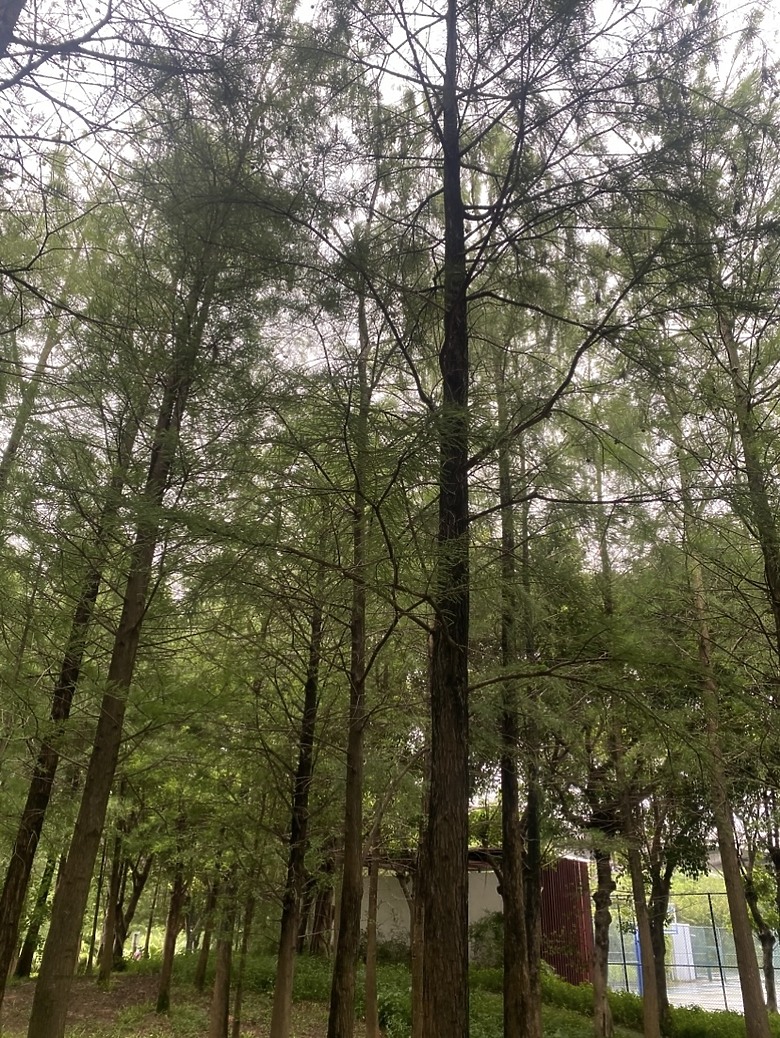 點我看大圖 【廣州4天3夜】米其林一星福建菜,住哪?吃什麼?香水博物館太美了