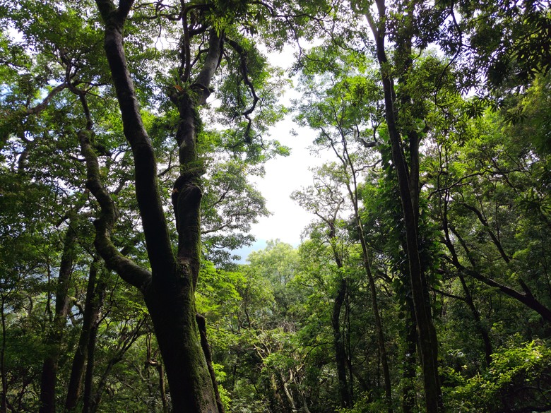【遊記】回到「大漠國渡」的「起點」，續寫「森林之旅」，東眼山國家森林遊樂區 - 大漠國渡