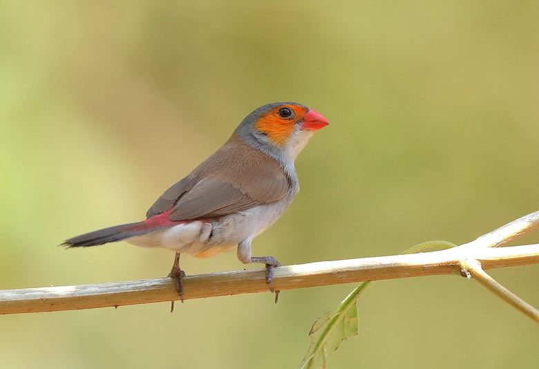 分享雀科、文鳥的介紹～