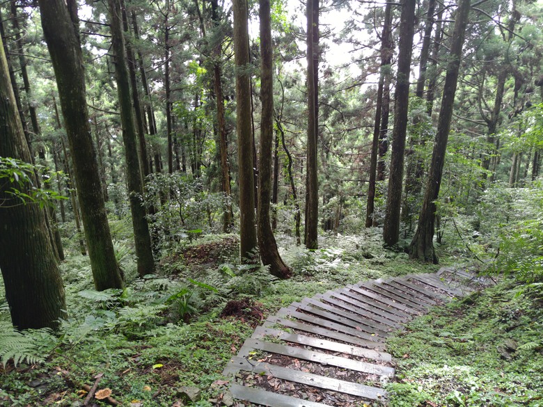 【遊記】回到「大漠國渡」的「起點」，續寫「森林之旅」，東眼山國家森林遊樂區 - 大漠國渡