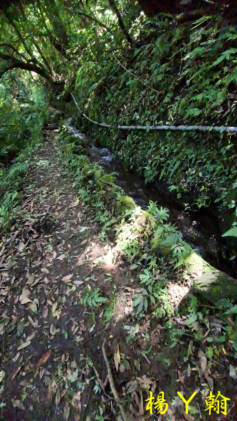 【郊山走走】草山觀瀑吊橋觀瀑、猴崁水圳古道消暑、頂湖山登山健行
