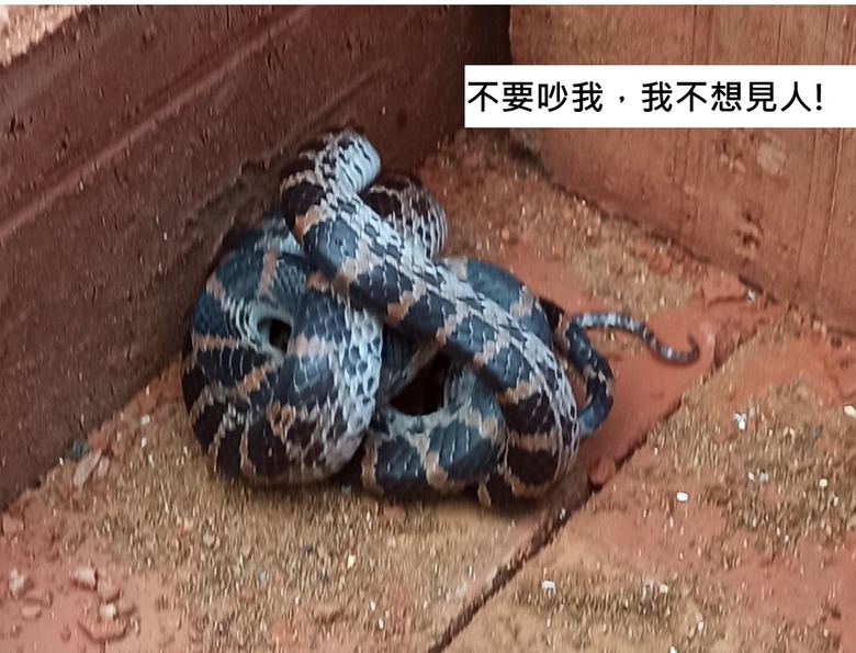 小小龜殼花 ~ 看到 幼小的蛇寶寶...