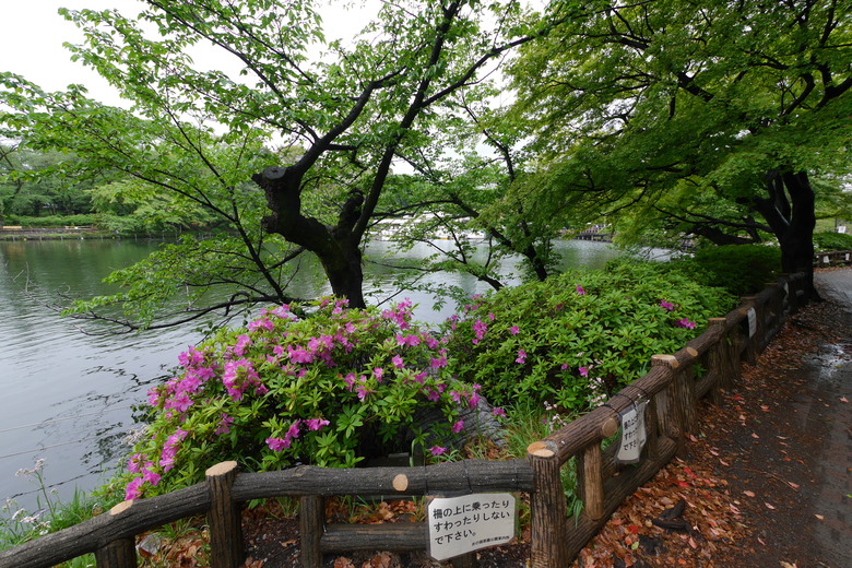 2019的東京自助行,有點年代了但是應該還有些參考價值吧?