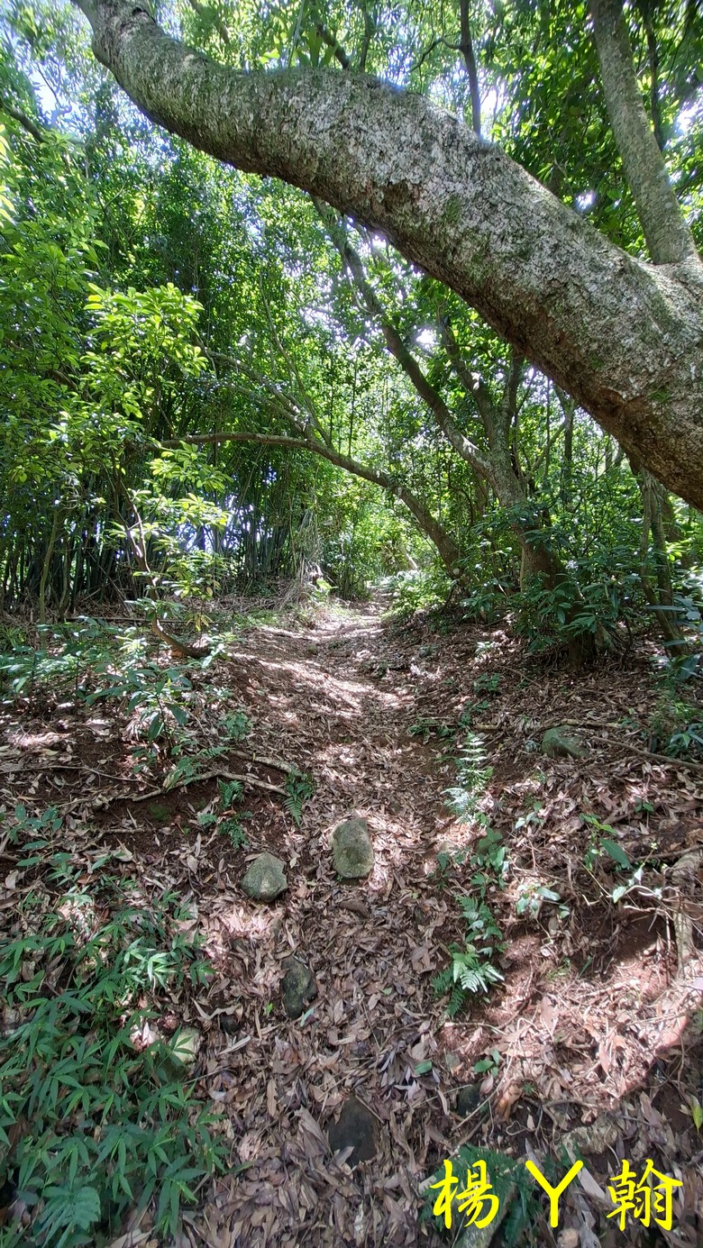 【郊山走走】草山觀瀑吊橋觀瀑、猴崁水圳古道消暑、頂湖山登山健行