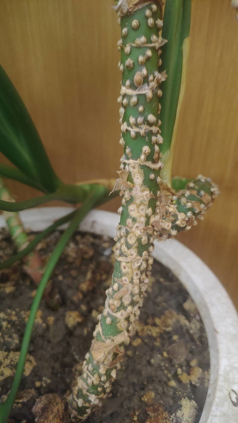 萬年青 這是長瘤? 介殼蟲? 還是其他問題?