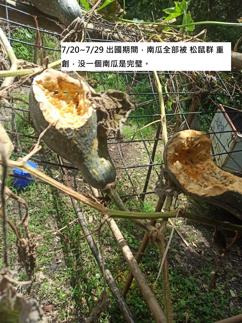 松鼠! 看起來可愛,對嗎?