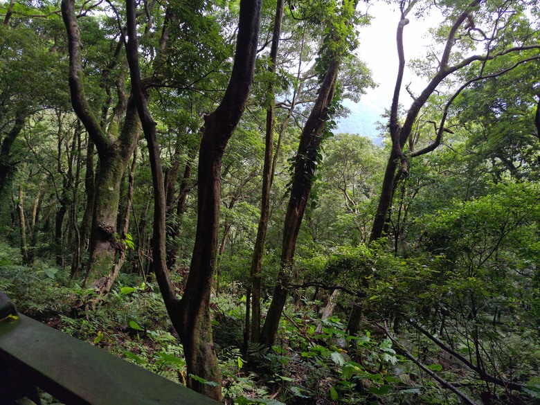 【遊記】回到「大漠國渡」的「起點」，續寫「森林之旅」，東眼山國家森林遊樂區 - 大漠國渡