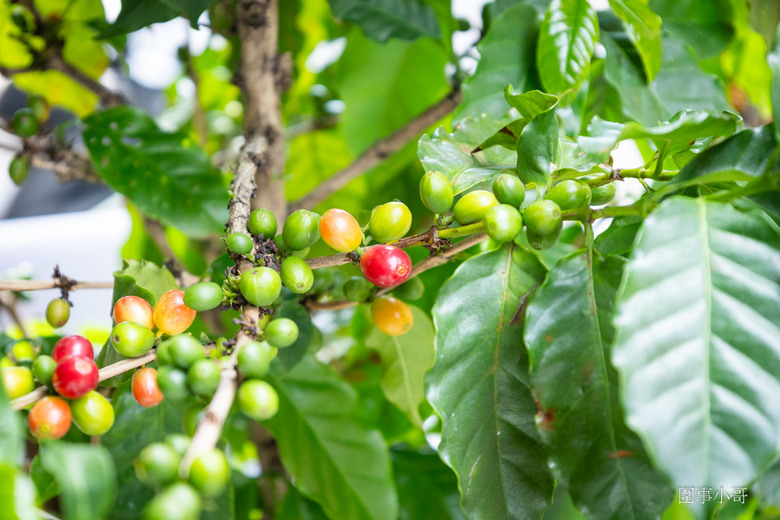中壢咖啡廳推薦-Mukka cafe-沐卡咖啡,手沖咖啡匠心獨具,咖啡師信手拈來都是讓人回味再三的極品~有自製的美味甜點也有高質感的點心~