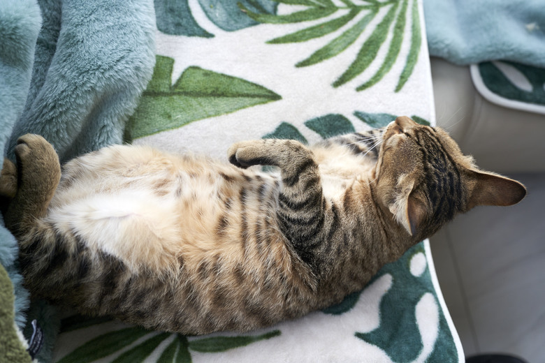 Tamron 28-200mm 買了又賣了又買了的舊愛還是最美?