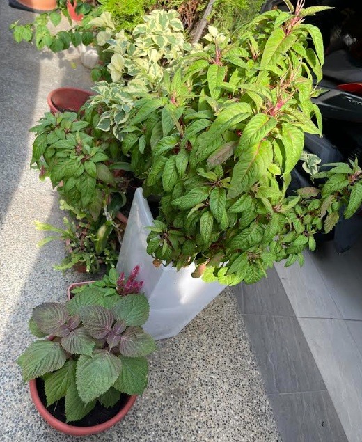 圓仔花如何開得旺