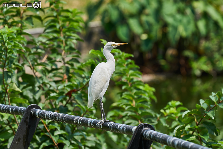 週末早晨青年公園賞鳥趣 - 體驗蔡司望遠鏡 SFL 系列
