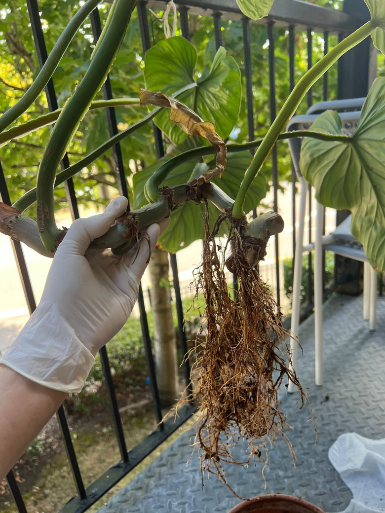 蔓綠絨求續命！