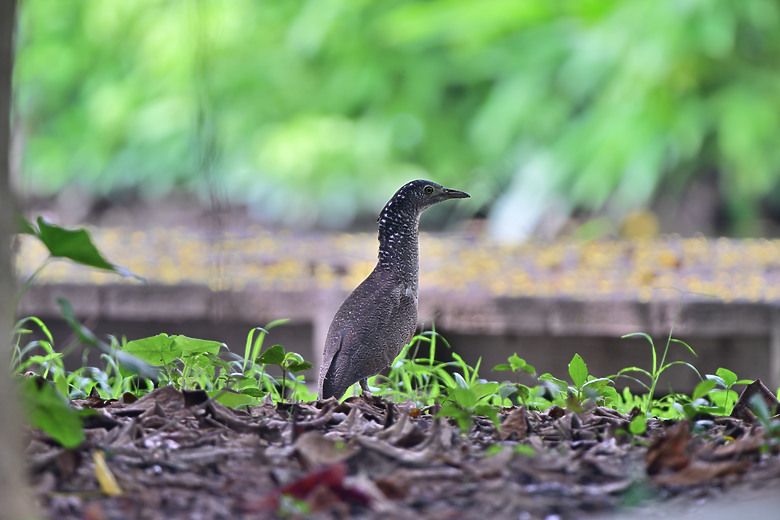 暗色型黃頭鷺的首次記錄，並介紹崁頂自然生態公園。