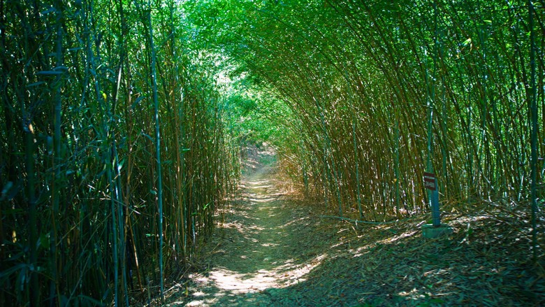 微笑山線:百年榕樹 × 大棟山405高地,鶯樹縱走大挑戰