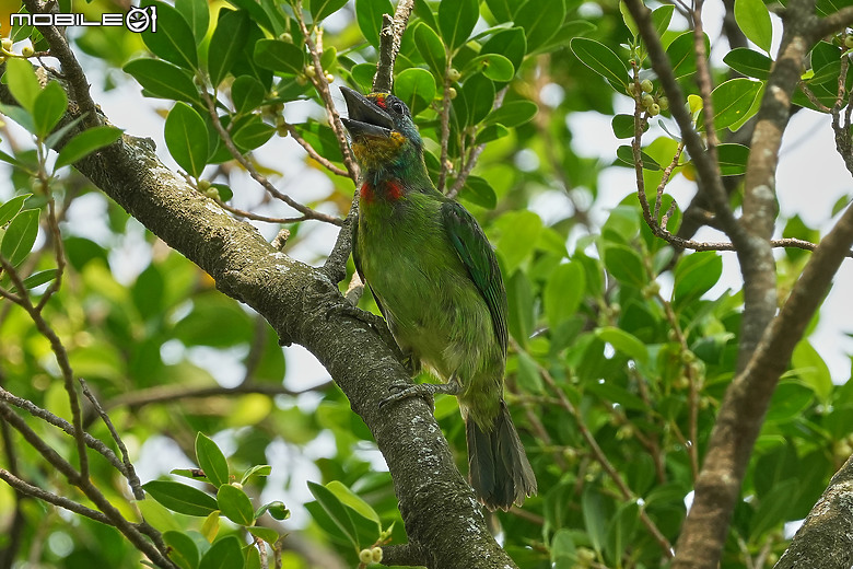 週末早晨青年公園賞鳥趣 - 體驗蔡司望遠鏡 SFL 系列