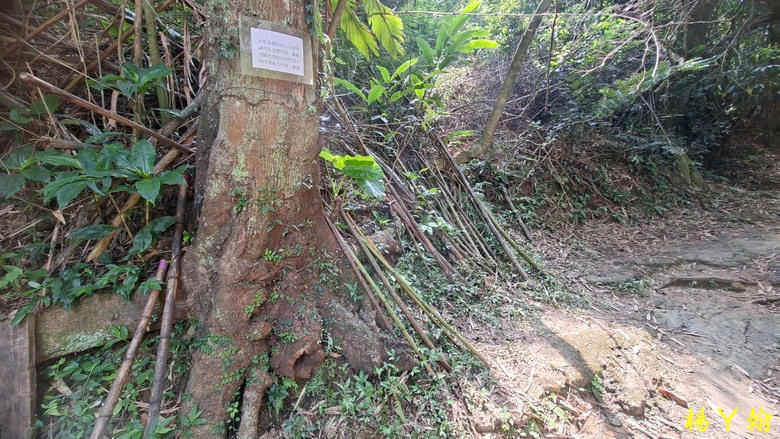 【郊山走走】汐止三山兩湖一峰+鷹石尖 環形縱走