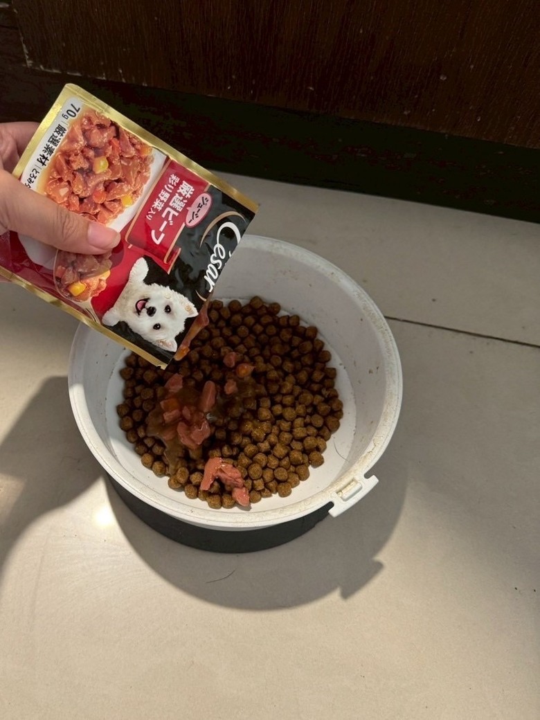 有人跟我一樣每天看狗狗吃東西都覺得很療癒的嗎？