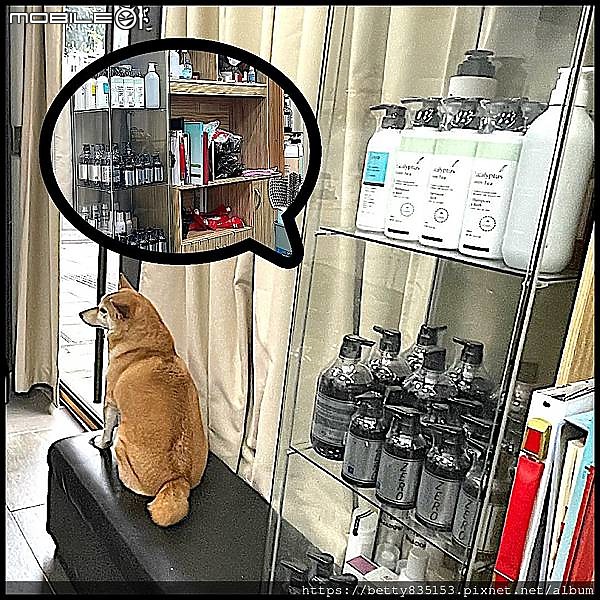台北大同區剪髮推薦｜唯宣美髮沙龍（柴犬＋貓咪坐鎮的療癒髮廊）