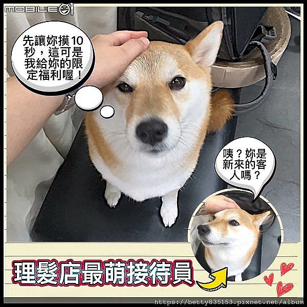 台北大同區剪髮推薦｜唯宣美髮沙龍（柴犬＋貓咪坐鎮的療癒髮廊）