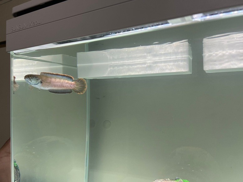 #分享 感謝搬家師傅讓魚缸無損入新家