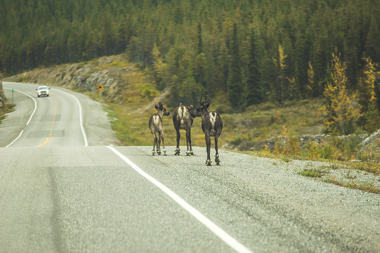 點我看大圖 一個人一台車一路向北直到世界的盡頭 – 兩個月的公路露營旅行 – EP 7 – 溫泉、路標、加拿大會過馬路的野生動物