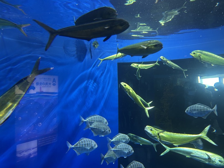 發現茨城(國營常陸海濱公園.大洗水族館)上集